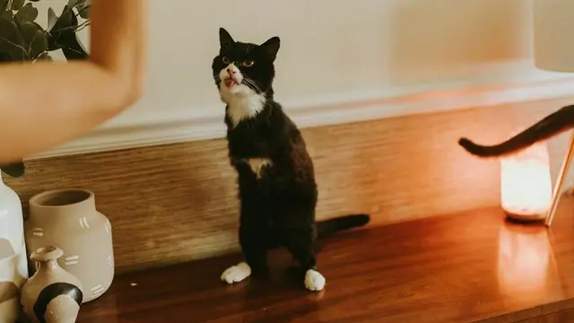 Rexie Roo, kucing penyandang disabilitas