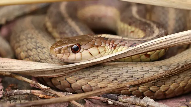 Garter Snakes