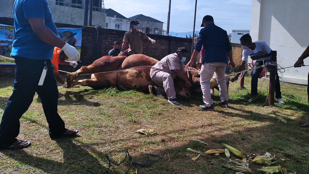 Sapi Jokowi di Sumbar