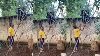 Viral Video Motor Tersangkut di Tembok 2 Meter Diduga Ulang Maling Gagal, Warga: Gimana Konsepnya?