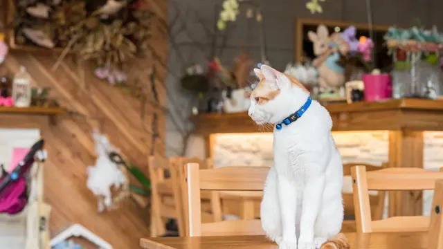 Deretan Cafe Kucing yang Menggemaskan, Siapa Tahu Ada di Dekat Rumahmu