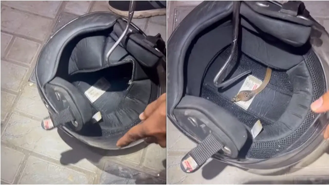 Ular Kobra Kecil Ditemukan Sembunyi di Balik Busa Helm, Periksa Sebelum Pakai