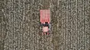 Foto dari udara yang diabadikan pada 27 Oktober 2020 ini menunjukkan mesin pemetik kapas beroperasi di sebuah ladang di Wangdaozhai, Kota Nangong, Provinsi Hebei, China utara. (Xinhua/Mu Yu)