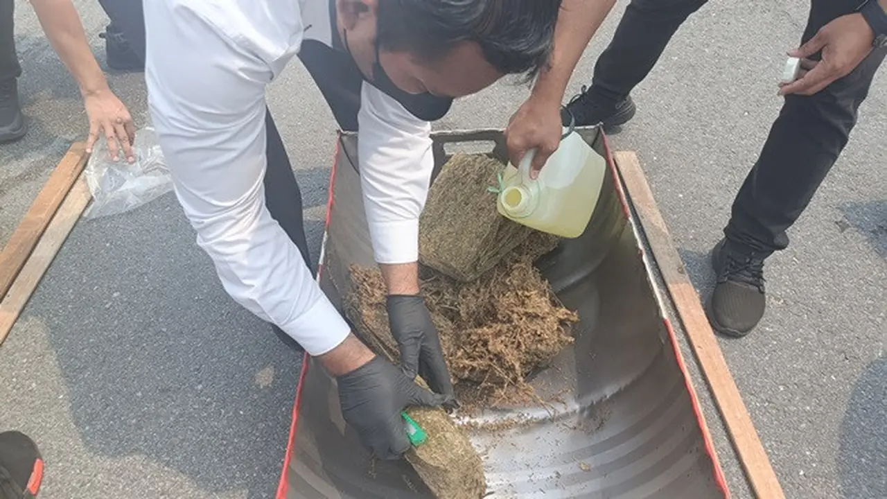 Daun ganja kering yang dimusnahkan dengan cara disiram pakai minyak kemudian dibakar.