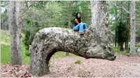 Ada sejarah mengejutkan di balik pohon-pohon bengkok yang memiliki bentuk unik.  (Doc: UNC Charlotte Urban Institute)