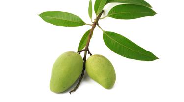 Selain Enak Buahnya Daun Mangga Juga Bermanfaat Bagi Kesehatan Beauty Fimela Com