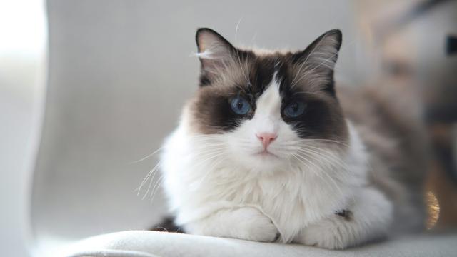 Ragdoll
