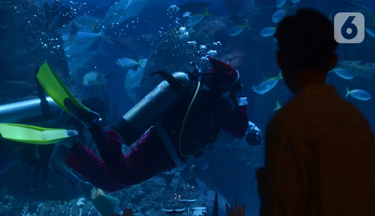 Penyelam berkostum Sinterklas berenang dalam Jakarta Aquarium dan Safari, Sabtu (19/12/2020). Jakarta Aquarium dan Safari menghias pohon Natal dari bahan daur ulang mulai 20-27 Desember 2020 untuk memperingati perayaan Natal. (merdeka.com/Imam Buhori)
