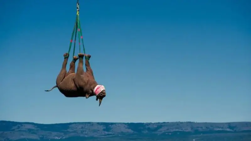 Dipindahkan, Badak Hitam Terbang di Atas Langit Afrika