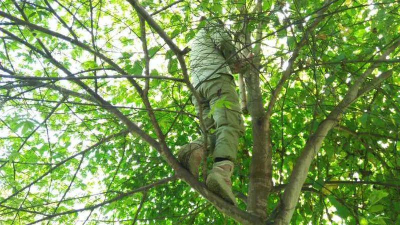 Bawaslu kerepotan menurunkan APK yang terpasang di pohon setinggi belasan meter. (Foto: Liputan6.com/Bawaslu untuk Galoeh Widura)