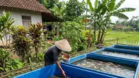 5 Cara Ternak Lele yang Justru Bikin Cepat Rugi, Hindari agar Tidak Gagal Panen