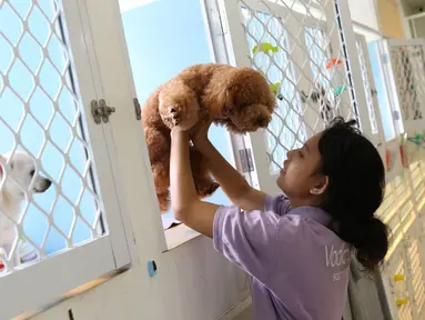 Petugas menggendong anjing yang dititipkan di tempat penitipan hewan di Jakarta, Rabu (21/6). Menjelang libur Idul Fitri, permintaan jasa penitipan hewan meningkat hingga 100 persen. (Liputan6.com/Immanuel Antonius)