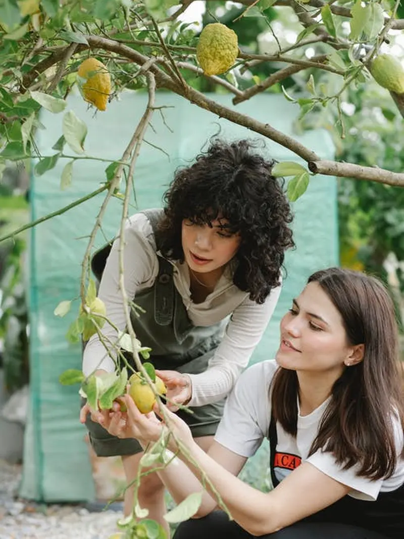 Arti Mimpi Memetik Buah Mangga yang Perlu Anda Ketahui - Hot
