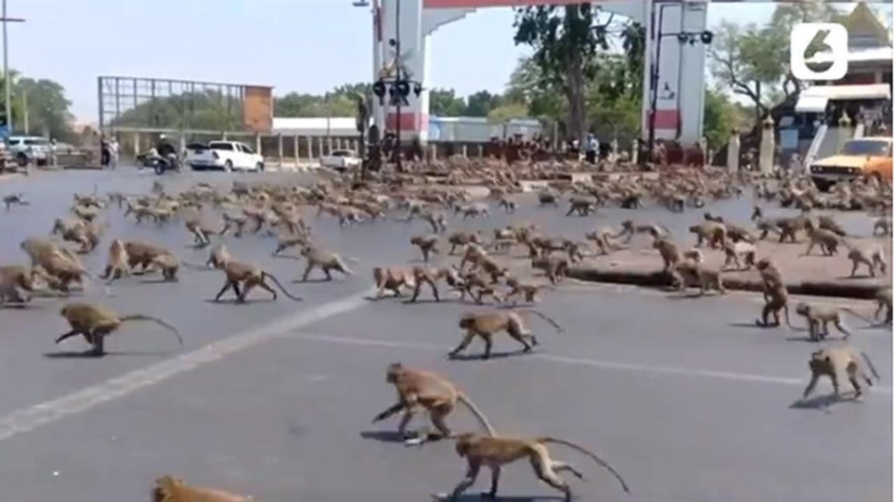 Viral, Ratusan Monyet Kelaparan di Thailand Berebut Makanan Akibat Sepi Wisatawan