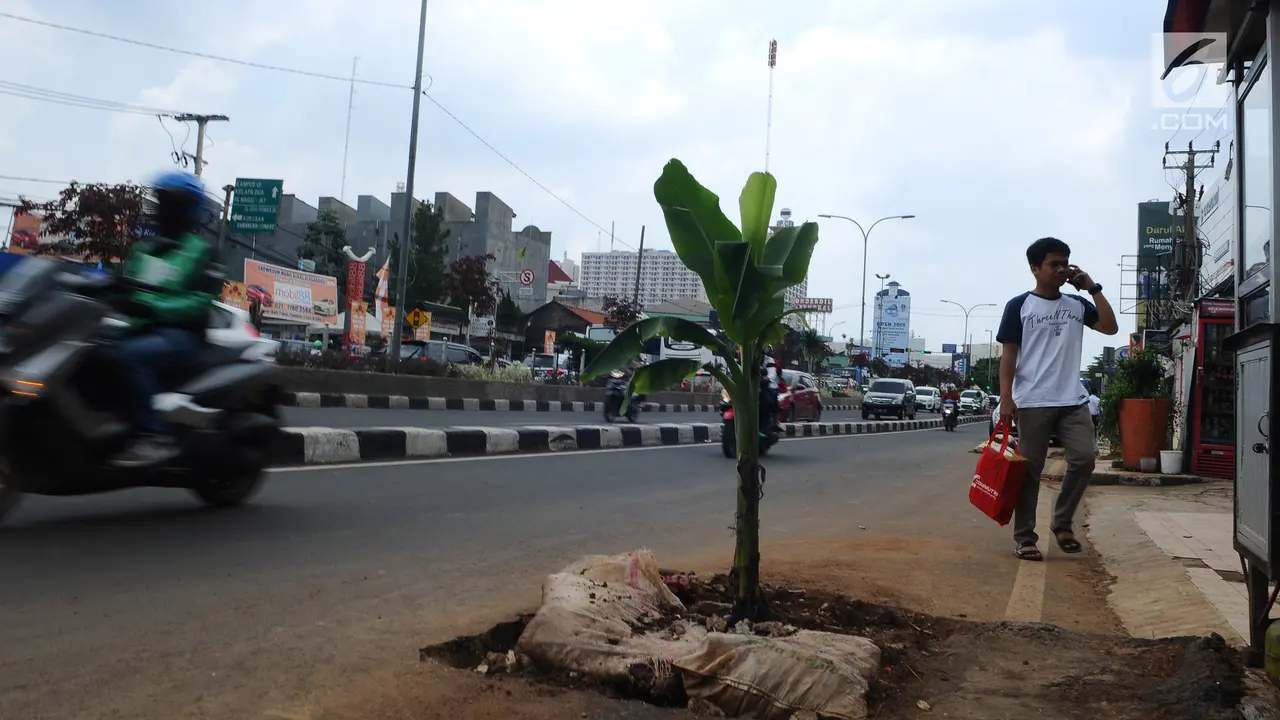 Pohon Pisang Ditanam di Margonda