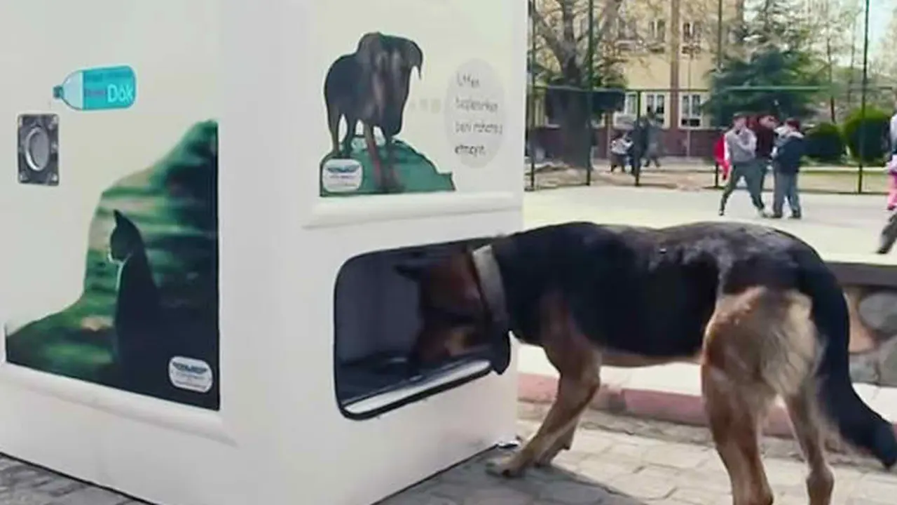 Vending Machine Khusus Anjing dan Kucing Ada di Istambul