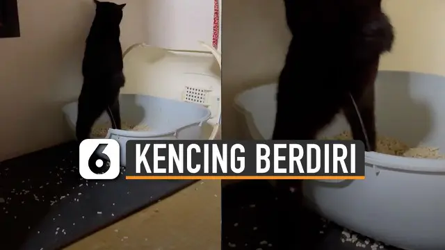 VIDEO: Bak Manusia, Kucing Ini Kencing Dengan Posisi Berdiri