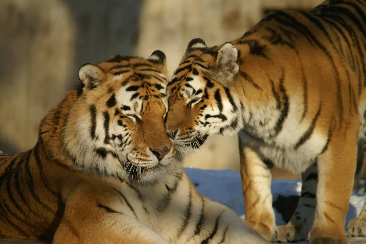 Ilustrasi dua harimau