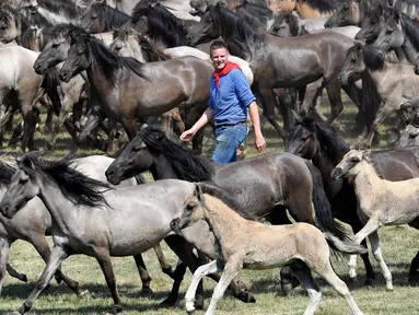 Seorang pria berada di sekumpulan kuda liar yang akan ditangkapnya di Duelmen, Jerman (26/5). Menangkap kuda liar tanpa menggunakan alat bantu sudah menjadi tradisi tahunan warga pedesaan di Jerman. (AP Photo/Martin Meissner)