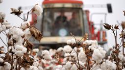 Mesin pemetik kapas beroperasi di sebuah ladang di Wangdaozhai, Kota Nangong, Provinsi Hebei, China utara, pada 27 Oktober 2020. (Xinhua/Mu Yu)