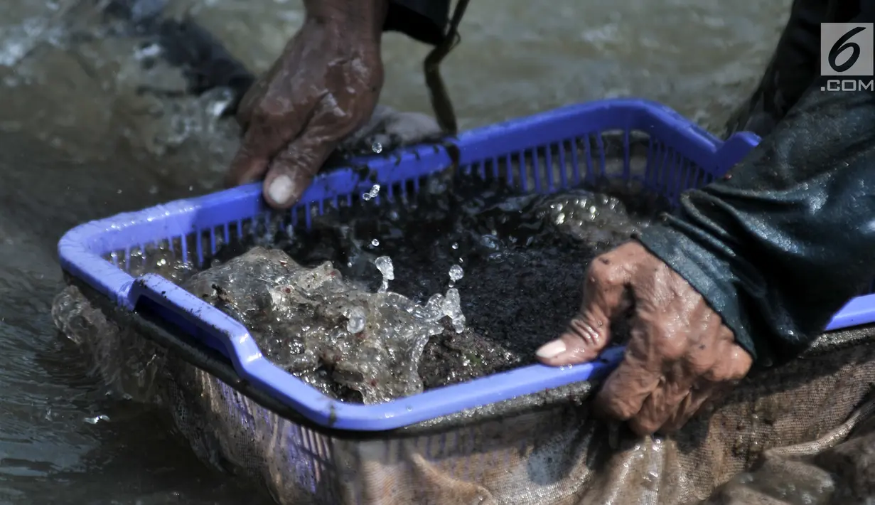 Pak Sum membersihkan cacing super tangkapannya dari lumpur di Kanal Banjir Timur, Jakarta, Kamis (14/2). Cacing super ini dijual dengan harga Rp 20 ribu per kilogram. (Merdeka.com/Iqbal Nugroho)