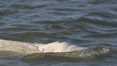 Seekor paus beluga terlihat berenang di sungai Seine Prancis, dekat kunci di Courcelles-sur-Seine, Prancis barat pada 5 Agustus 2022. Paus beluga terlihat kurus dan para pejabat takut mamalia putih itu perlahan-lahan kelaparan di jalur air yang mengalir melalui Paris dan sekitarnya. (Jean-François MONIER / AFP)