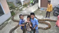 Kisah Rambo dan Syahrini, Ular Piton Raksasa Kawan Bocah Kampung