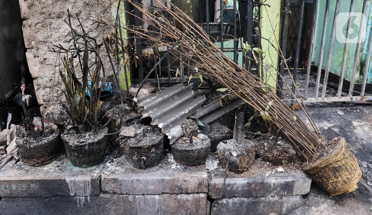 Kondisi sejumlah tanaman milik warga yang hangus terbakar dampak kebakaran Depo Pertamina Plumpang di Jalan Koramil, Rawa Badak, Jakarta, Sabtu (4/3/2023). Api yang terus membesar disertai suara ledakan membuat warga di sekitar lokasi panik berlarian menyelamatkan diri.  (Liputan6.com/Herman Zakharia)