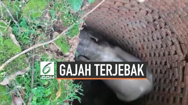 Berita Gajah Hari Ini Kabar Terbaru Terkini Liputan6com
