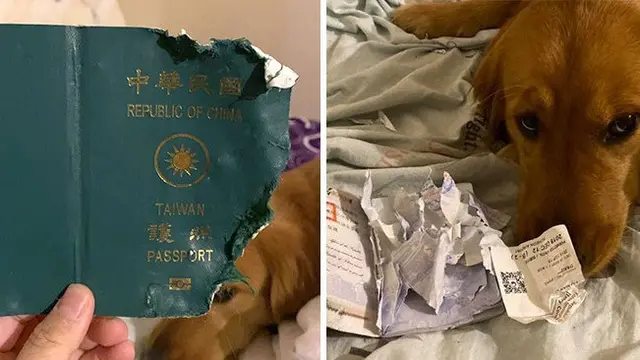 anjing selamatkan nyawa majikan dari virus Corona