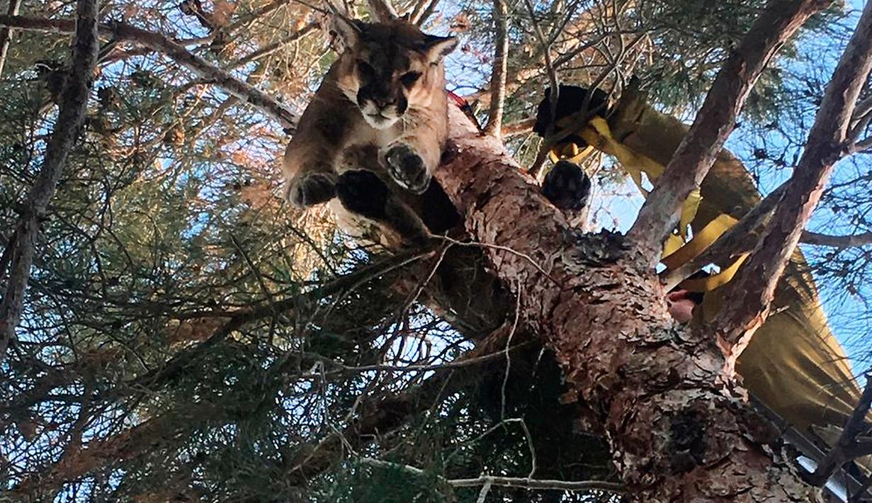 Petugas mengevakuasi singa gunung dari atas pohon di sebuah rumah di San Bernardino, California, 16 Februari 2019. Singa yang terjebak di pohon itu ditidurkan melalui dengan cara dibius. (Rick Fischer/California Department of Fish & Wildlife via AP)