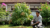 Kelengkeng Sudah Berbuah tapi Ukurannya Kecil? Coba Tips Perawatan Ini