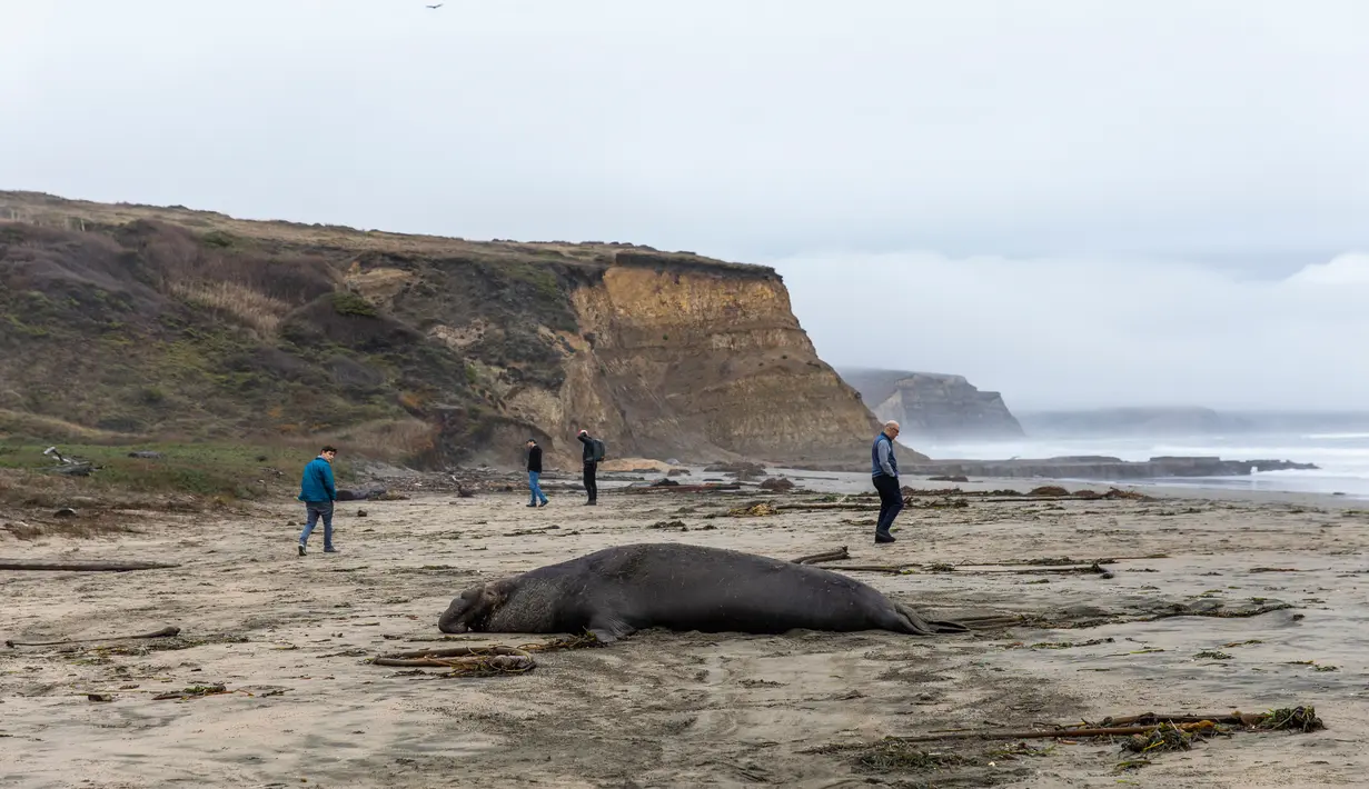 Pengunjung melintas dekat gajah laut jantan yang sedang beristirahat di atas pasir Pantai Drakes di California pada Jumat (13/12/2019). Gajah laut memang senang menghabiskan waktu di pantai setelah berburu makanan di laut. (Photo by Philip Pacheco / AFP)