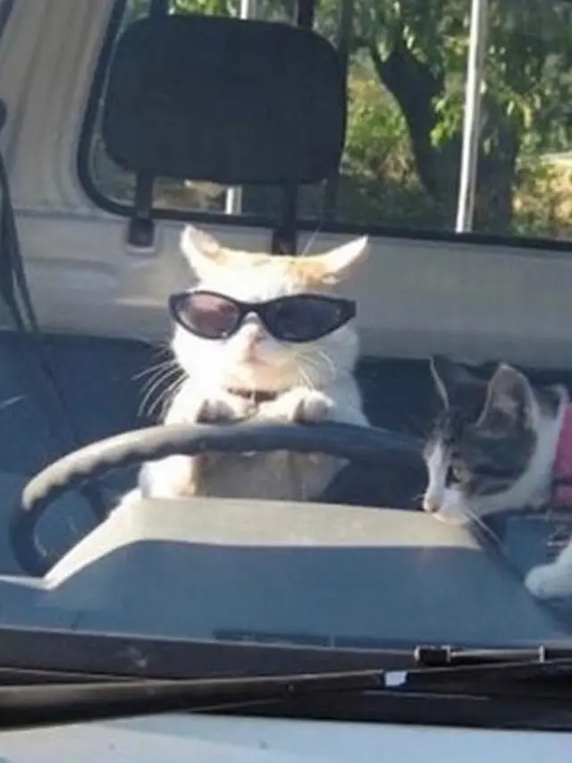6 Tingkah Kucing Bergaya Bak Sopir Ini Bikin Geleng Kepala