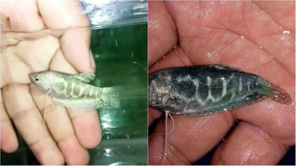 Ikan sepat berlafazkan Allah ditemukan di Bogor. (Liputan6.com/Achmad Sudarno)