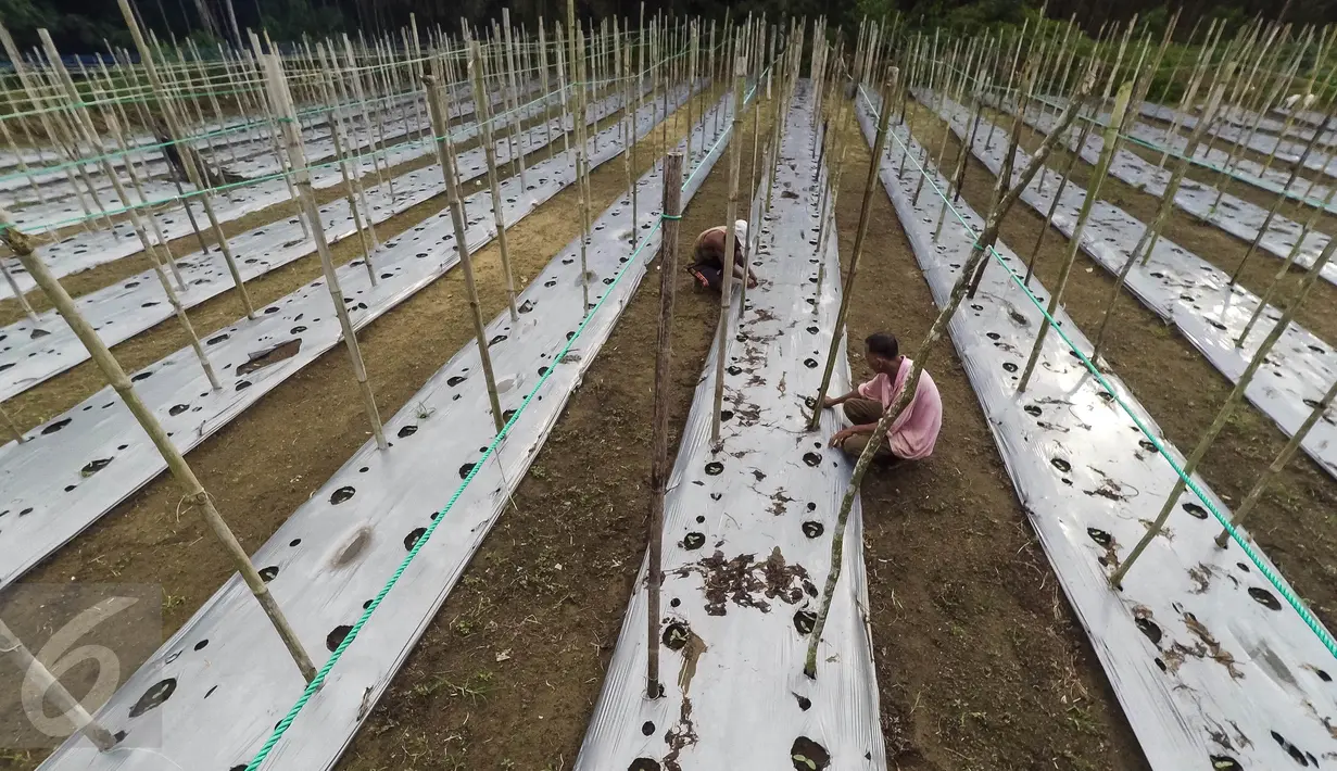 Petani membersihkan rumput di ladang buah ketimun, di area konsesi tanaman kehidupan Desa Pinang Sebatang, Kabupaten  Siak, Riau, Minggu (17/7). Asia Pulp and Paper (APP) membuka kawasan tersebut untuk kesejahteraan masyarakat. (Liputan6.com/Fery Pradolo)
