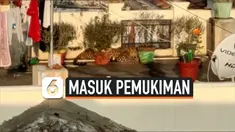 MACAN TUTUL
