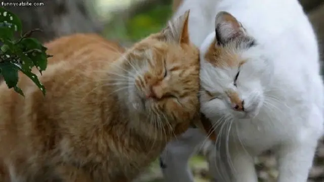 Enam Tanda bahwa Kucing Menyukaimu