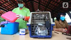 Seekor kucing mengikuti vaksinasi rabies di halaman Kantor RPTRA Hati Suci, Kampung Bali, Jakarta, Selasa (25/1/2022). Sudin KPKP Kota Administrasi Jakarta Pusat Kecamatan Tanah Abang menyediakan 100 dosis vaksin rabies dalam kegiatan vaksinasi gratis tersebut. (merdeka.com/Imam Buhori)