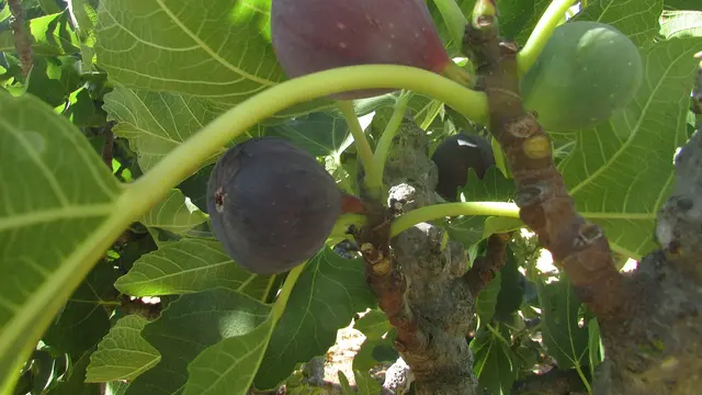 Pohon Tin