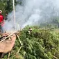 Petugas melakukan bumi hangus kebun ganja di Kabupaten Aceh Utara (Liputan6.com/Rino Abonita)