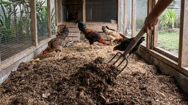 Kandang Ayam Minimalis yang Tidak Bau dan Mudah Dibersihkan