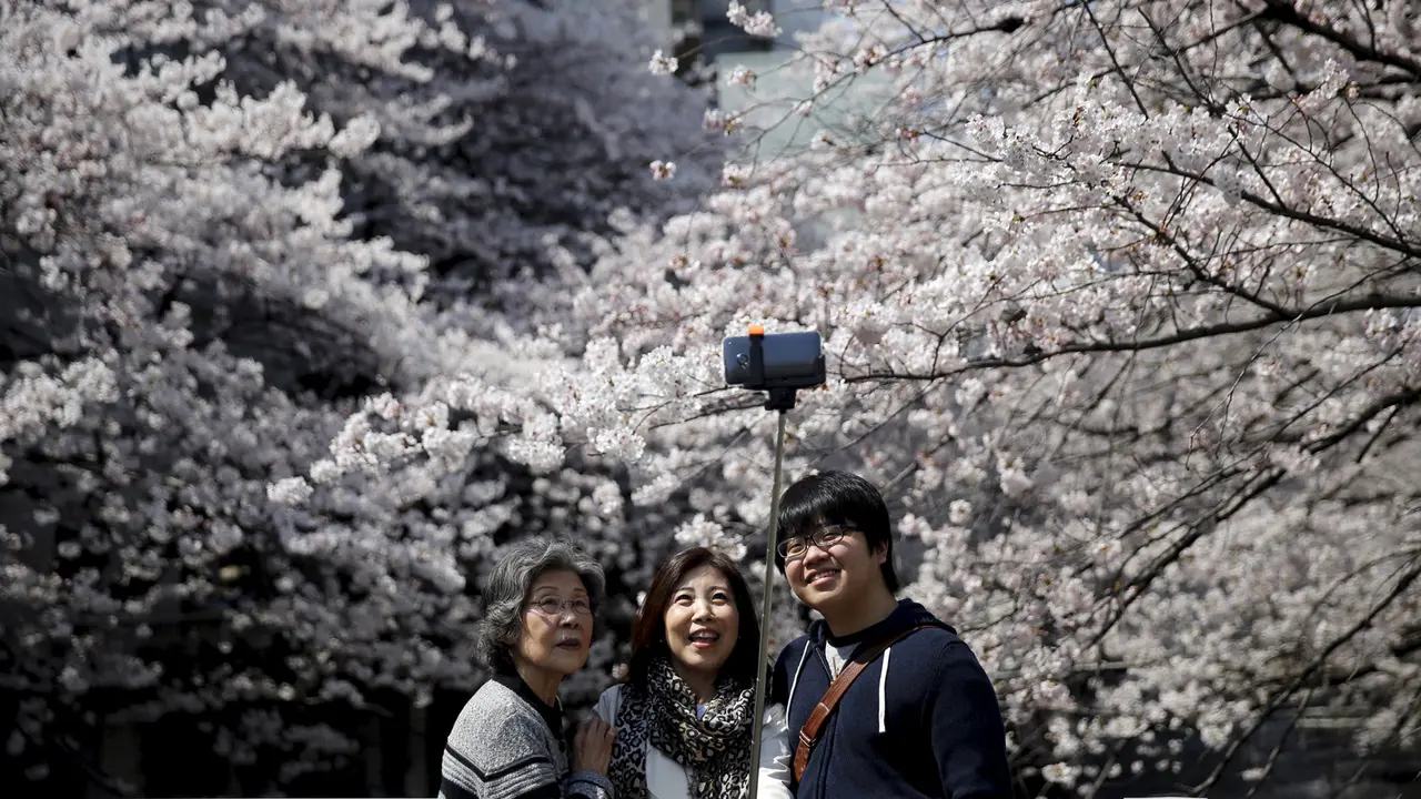 Potret Cantiknya Bunga Sakura di Negeri Matahari Terbit
