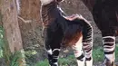 Bayi betina okapi dan induknya memakan daun di dalam kandang Kebun Binatang Los Angeles, Selasa (23/1). Okapi merupakan mamalia Afrika yang kulitnya menyerupai zebra di bagian kaki dan spesies hewan ini juga dekat dengan jerapah. (AP Photo/Richard Vogel)