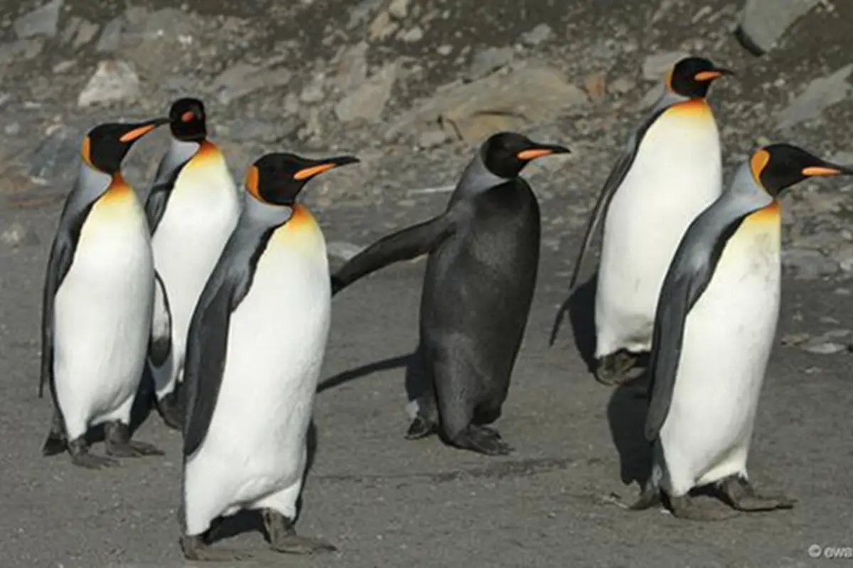penguin