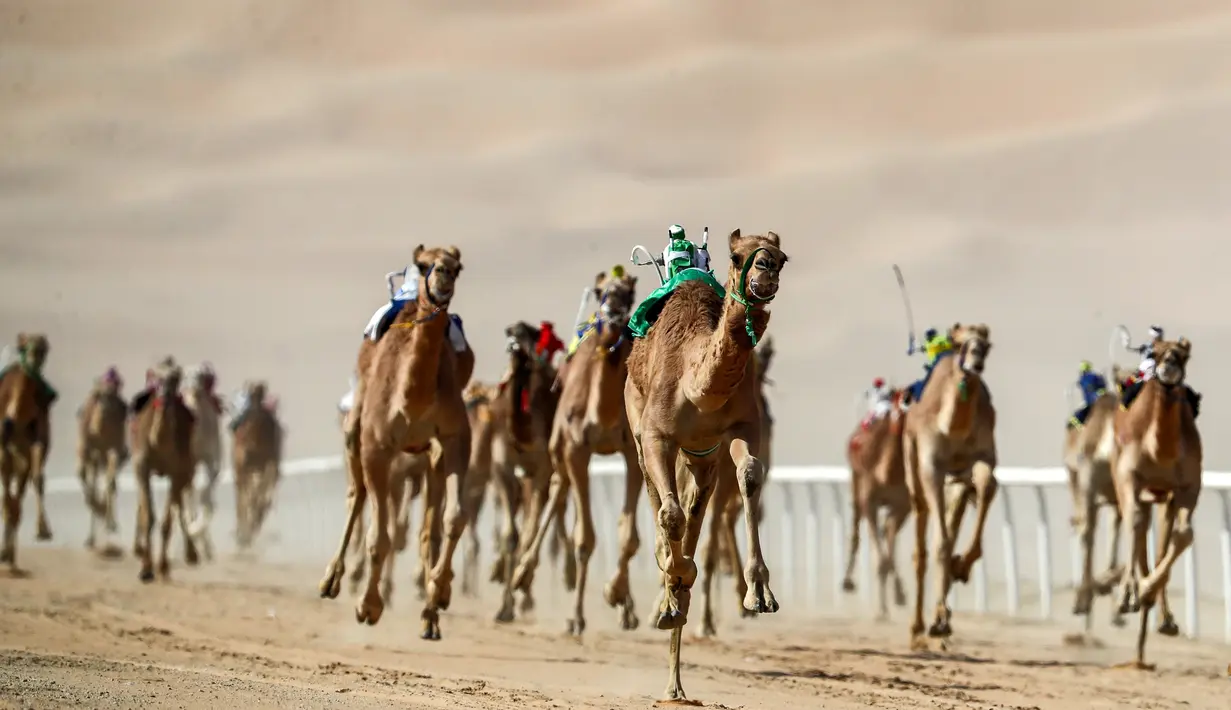 Sejumlah robot joki memacu unta selama Festival Moreeb Dune 2019 di gurun Liwa, Abu Dhabi, Selasa (1/1). Festival yang diikuti peserta dari seluruh wilayah Teluk ini bertujuan untuk mempromosikan cerita rakyat negara tersebut.  (KARIM SAHIB / AFP)