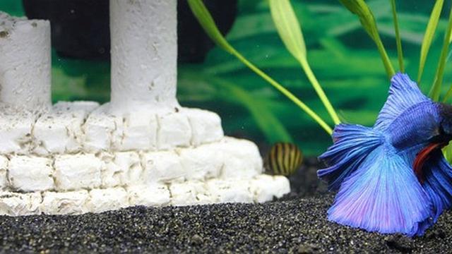 Ikan Cupang - Image by Christy Hammer from Pixabay