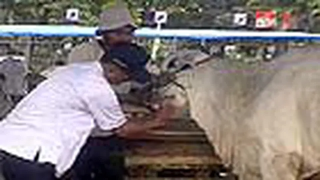 Ratusan Hewan Kurban Diperiksa Kesehatannya