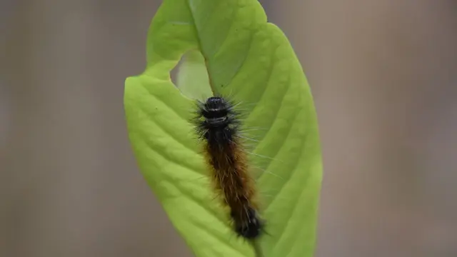 ulat bulu