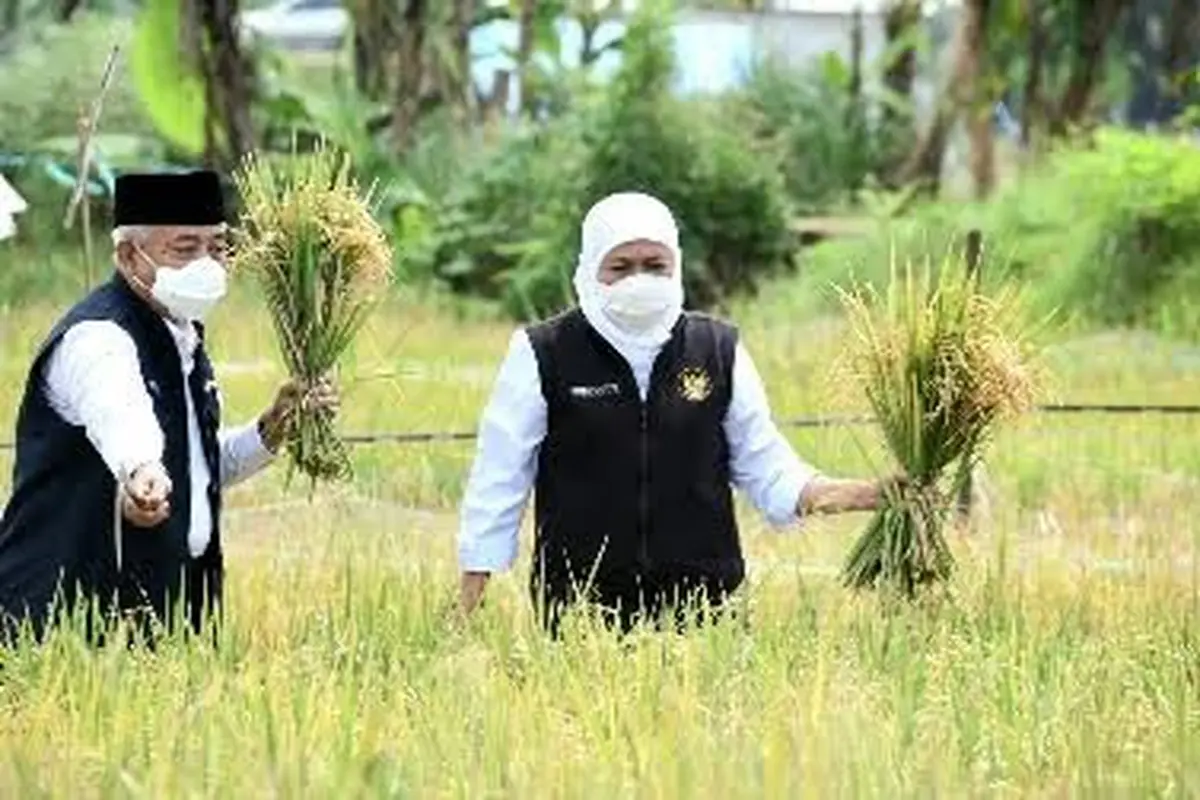Gubernur Jatim Khofifah Indar Parawansa lakukan panen padi varetas unggul (Istimewa)